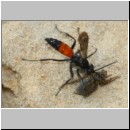 Anoplius infuscatus - Weswespe w008a 12mm mit Spinne - Sandgrube Niedringhaussee det.jpg